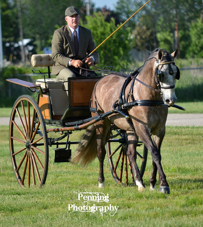 Andalusian horse in harness