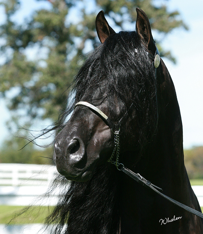 Andalusian stallion