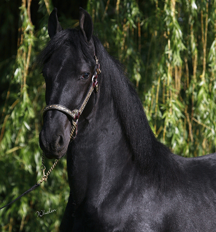 Friesian colt