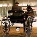 Friesian Horse in Harness